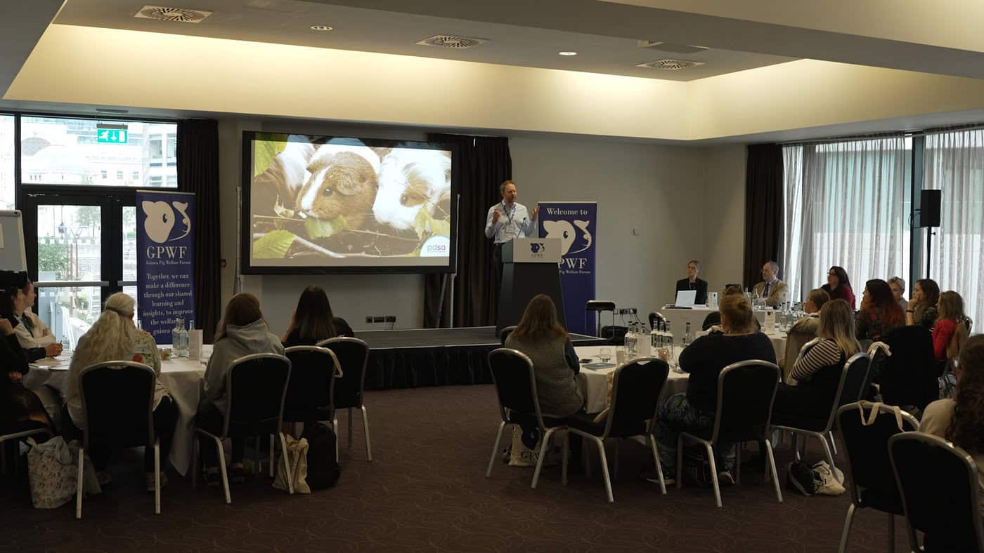 Featured image for Guinea Pig Welfare Forum 2026