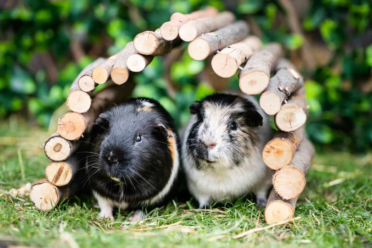 Featured image for Outdoor Housing