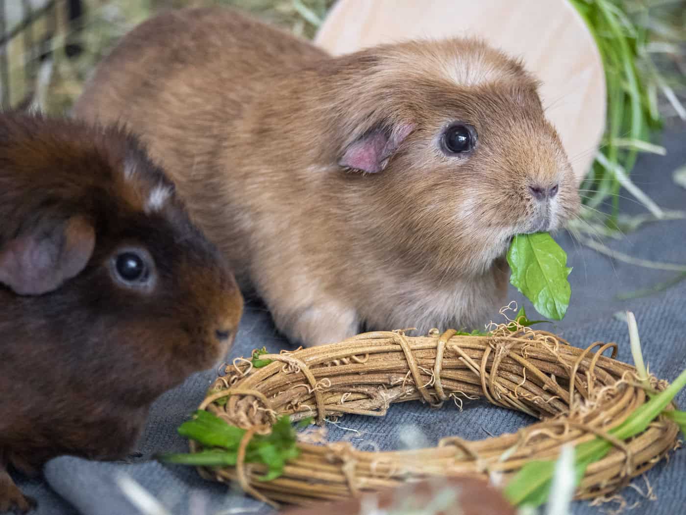 Image showcasing Essential Guinea Pig Diet Tips for Optimal Health