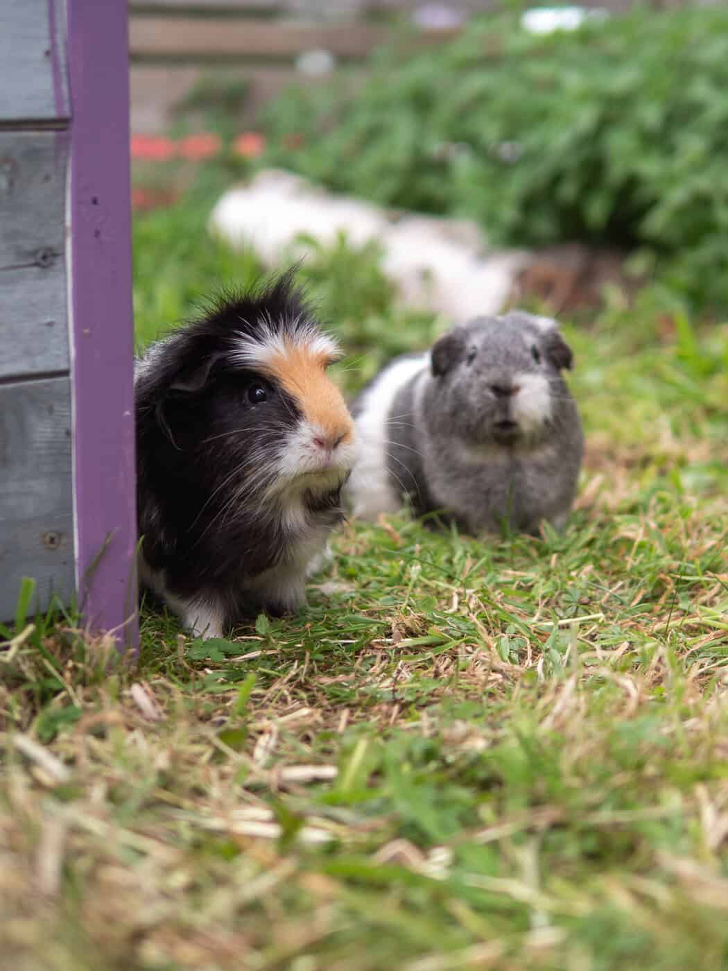 Featured image for Behaviour