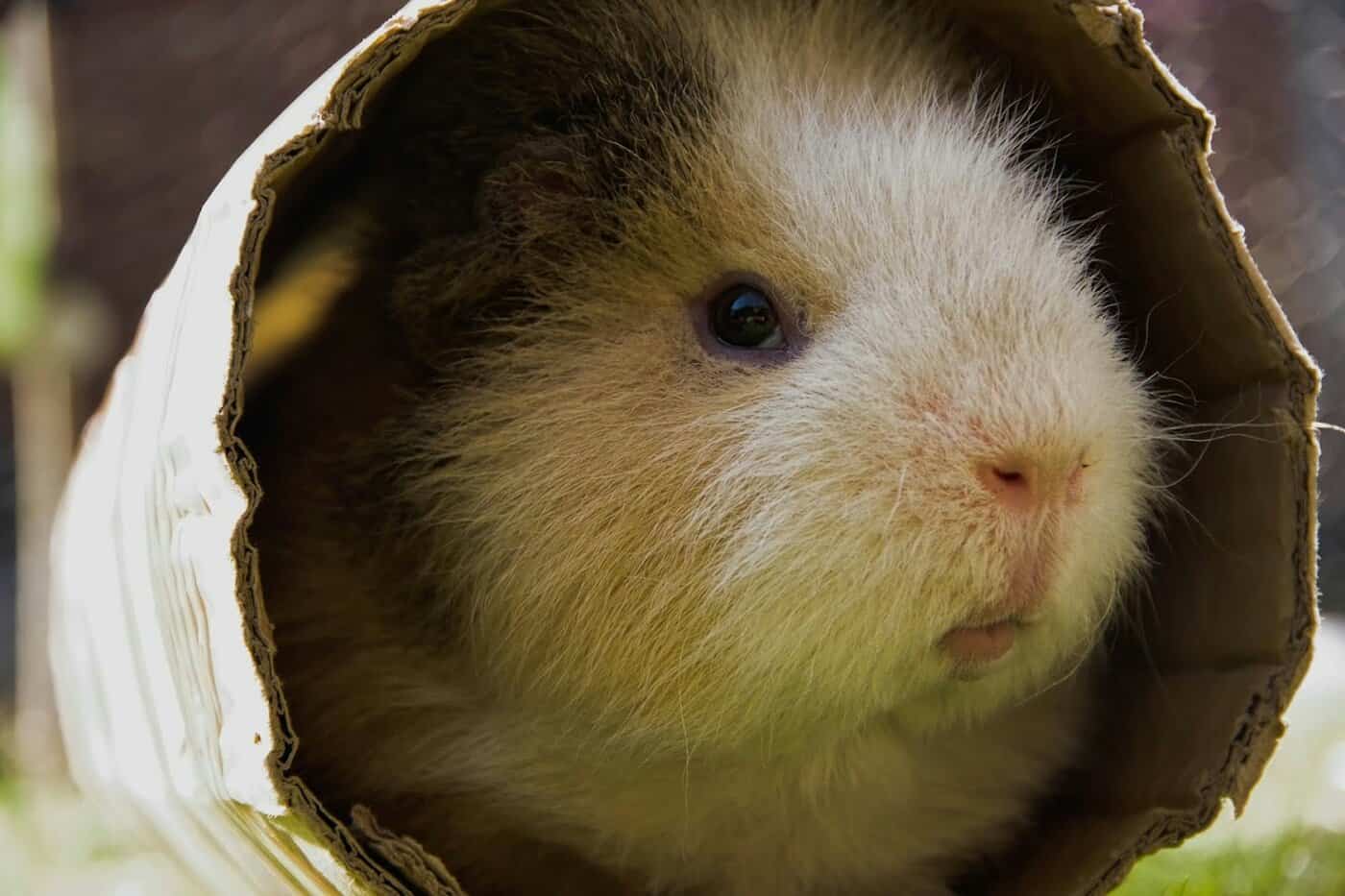Featured image for Enrichment for Guinea Pigs: Tunnels, Foraging, and Fun!