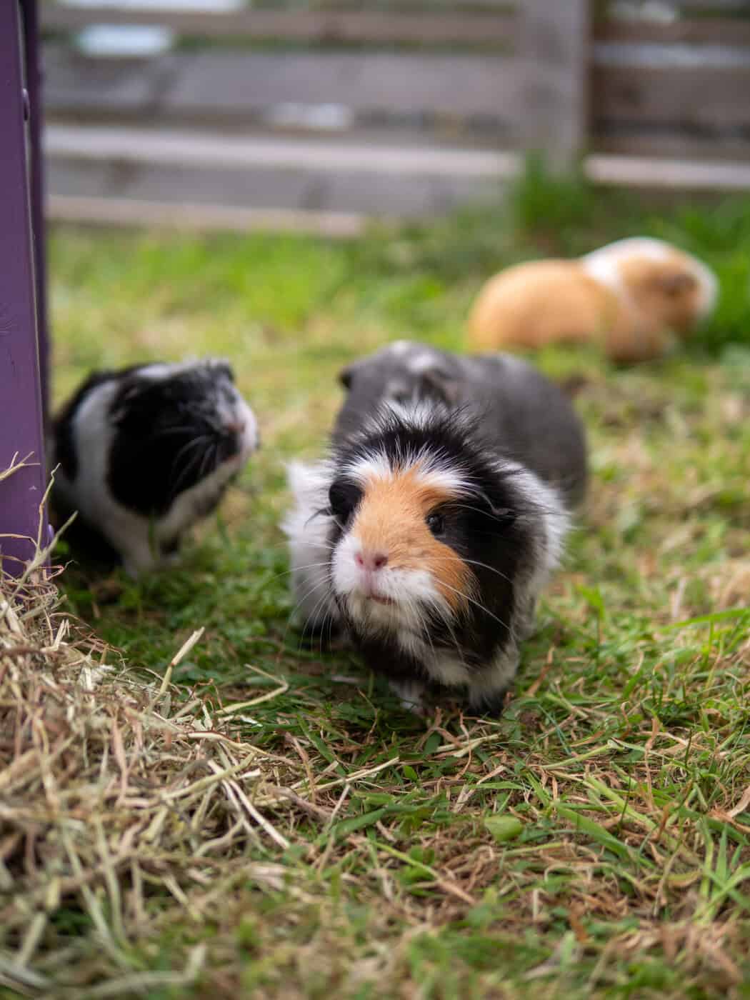 Featured image for 🐹 Why Harnesses Are Unsafe for Guinea Pigs