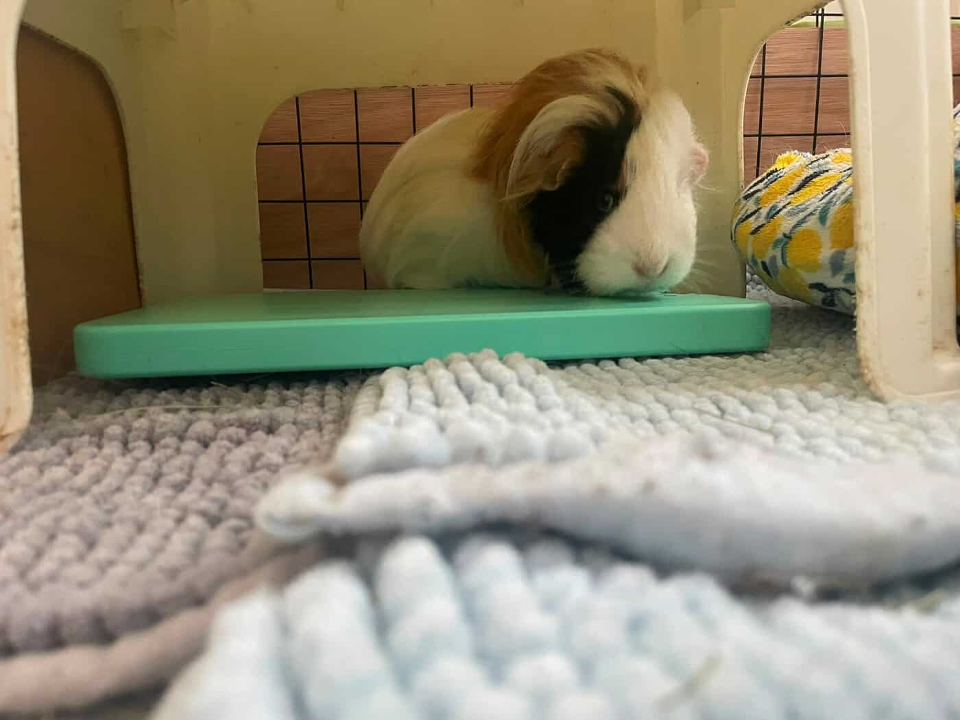 Featured image for 🌡️ Keeping Guinea Pigs Cool in Hot Weather
